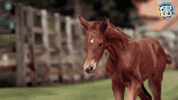 Baby Horse GIF by FEI Global