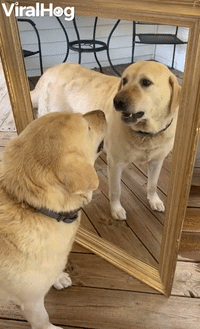 Labrador Finds New Enemy in Reflection