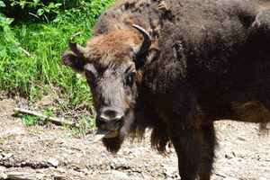 bison GIF