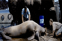 Best 50 First Dates Gifs Primo Gif Latest Animated Gifs