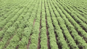 Young Living Farm Gifs Get The Best Gif On Giphy