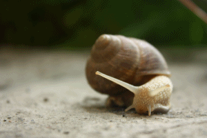 snail