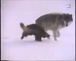 Fight Wolf GIF
