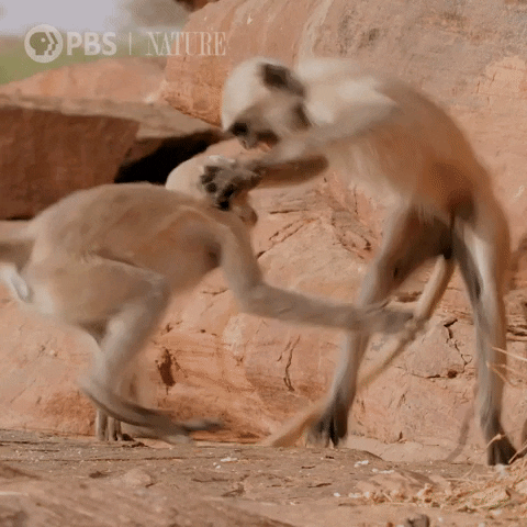 giphy.gif