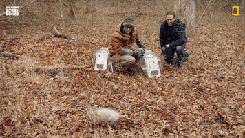 Bbb7 GIF by National Geographic Channel