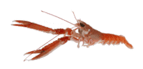Langoustine Sticker by astropolis