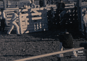 home movie horse GIF by Texas Archive of the Moving Image