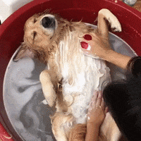 Bath Satisfying GIF by reactionseditor