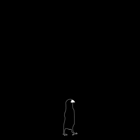 Bird GIF