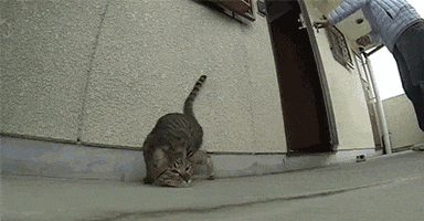 Funny Funny Cat animated GIF
