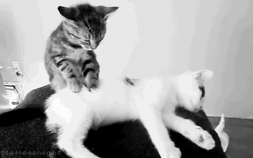  cat so cute best friends spa day need a massage GIF