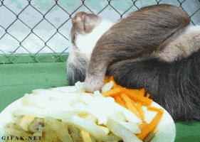 Video gif. A sloth is laying on its back and it reaches to grab some veggies off the plate next to its head. It doesn't move anything but its hands as it brings the food to its face and chews.