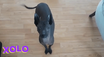 Dog Xoloitzcuintle GIF