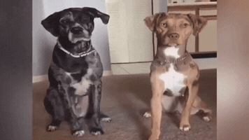 luanazgd  GIF
