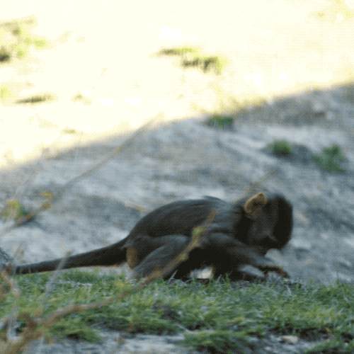 GIF by San Diego Zoo Find & Share on GIPHY