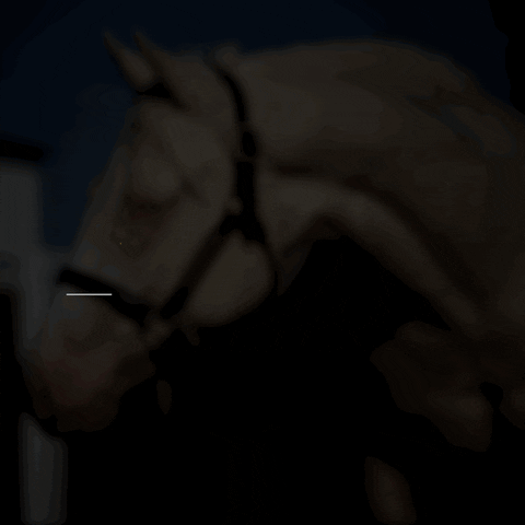 Bloodstock GIF by The Best Equines