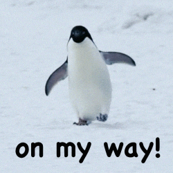 funny penguins gif