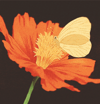 Anime Butterfly Gifs Get The Best Gif On Giphy anime butterfly gifs get the best gif