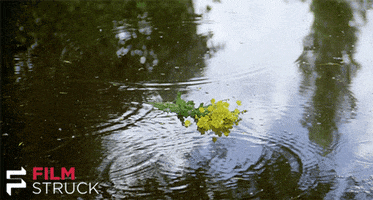 sam neill rain GIF by FilmStruck