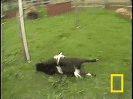 fainting goat goats GIF