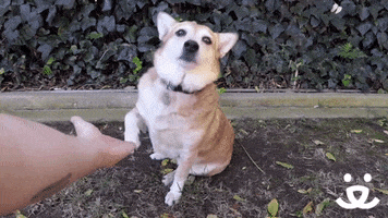 Best Friends Reaction GIF by Best Friends Animal Society