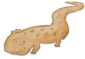 Giant Salamander Brooks Hauser Sticker