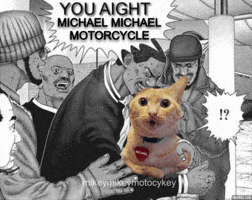 Funny Cat GIF