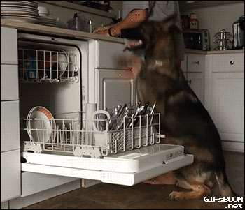 Dog Dishwasher GIF