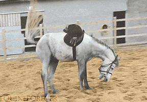 Horse Horse S animated GIF