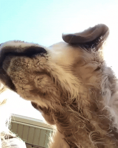 Video gif. Dog is being filmed from below and we see the outline of their lips. They eventually see the camera and their face looks super derpy as they ponder themselves in the front camera as their ears flop about.