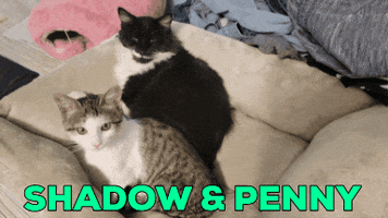 Shadowpenny81 GIF