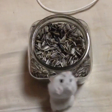 hamster sunflower seeds jar GIF