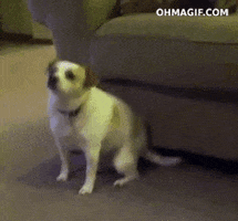 dog dancing GIF