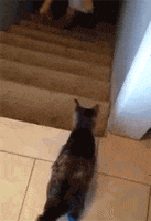 cat GIF by HuffPost