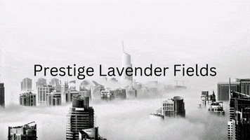 Prestigelavenderfields GIF
