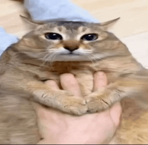 Fat Cat GIF