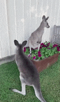 Funny Animals Fighting GIF by Storyful