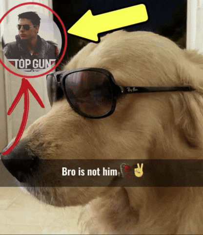 Golden Retriever Dog GIF