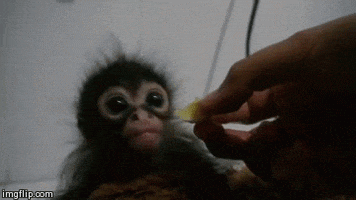 Baby Animals Monkey GIF
