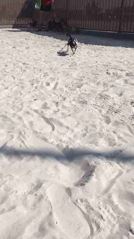 The Churchill Foundation GIF