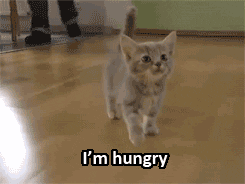 Video gif. A kitten meowing and walking on wood floor. Text, "I'm hungry."