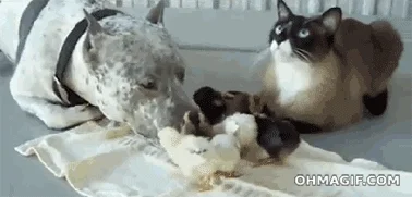 animal friendship licking GIF