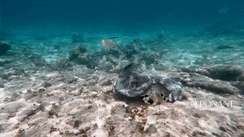 Fish Discover GIF by PONANT