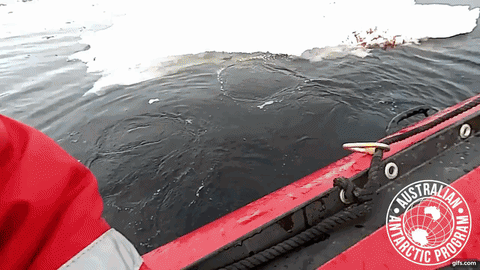 penguin checks GIF