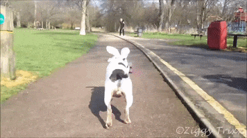 Easter International Dog Day GIF by Storyful