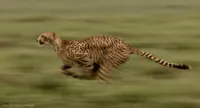 big cat running GIF