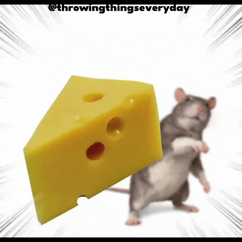 Cat Throwing GIF