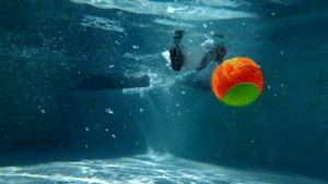Fetch Swimming Pool GIF by HuffPost - Find & Share on GIPHY