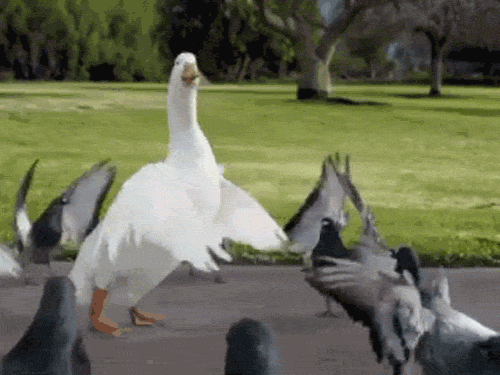 Duck Pigeon GIF - Find & Share on GIPHY