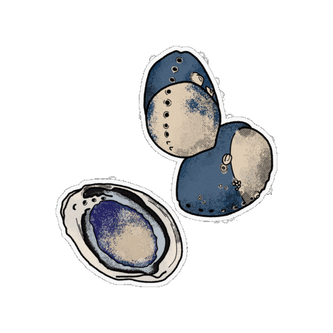 Fauna Abalone Sticker by Parks Conservancy